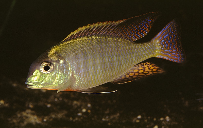 Lethrinops microstoma